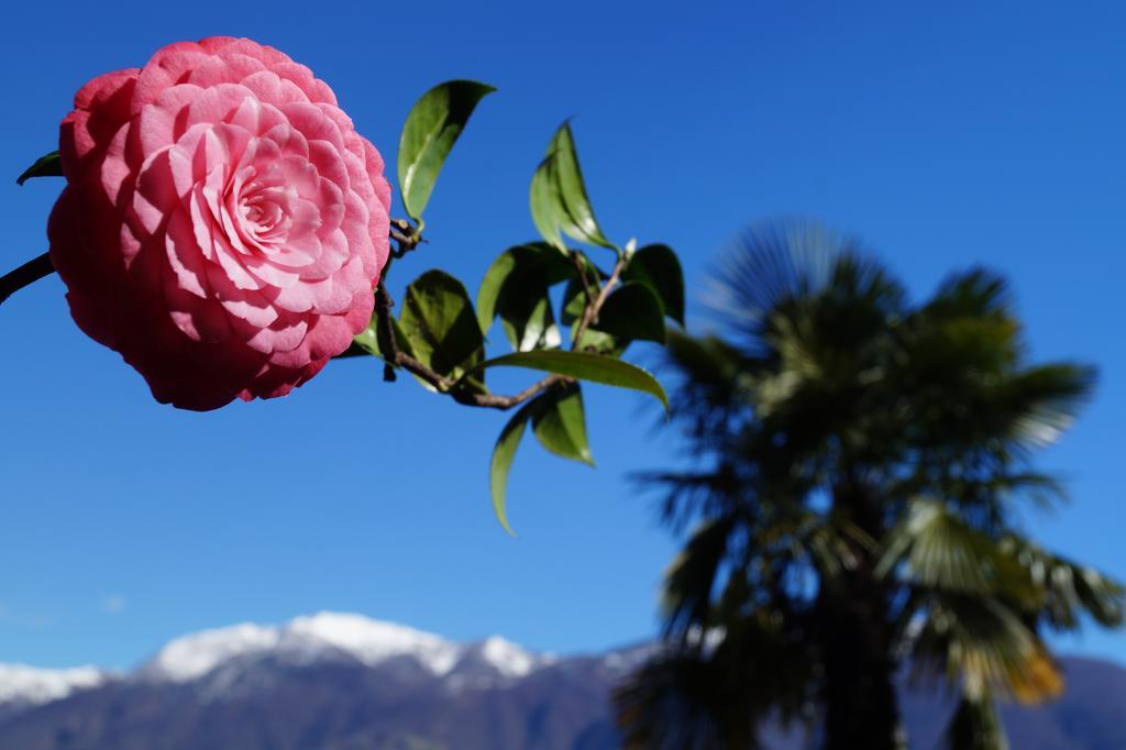 Casa Eva Lägenhet Ronco sopra Ascona Exteriör bild
